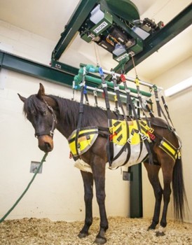 Elevador para reabilitação de cavalos com lesões (VÍDEO)