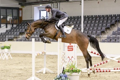 Hanoverians for American hunter-jumper-market