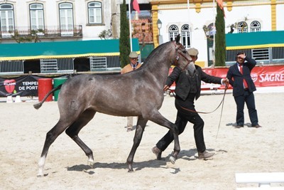 &laquo;Lisboa das Faias&raquo; conquista &Eacute;gua de Ouro 2016