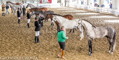 It&aacute;lia: 3&deg; Festival Italiano do Puro Sangue Lusitano