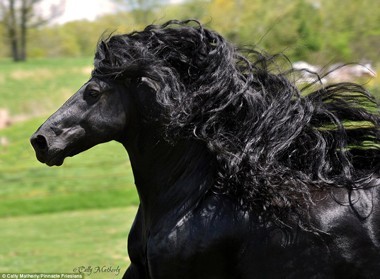 Eu acho os frísios lindos! Quais outras raças de cavalos que vocês