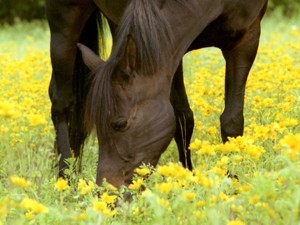 Programa Horizonte Veterinário - 2 Workshops em Maio