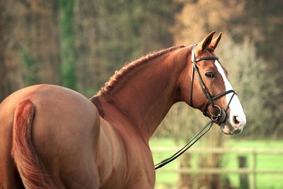 «For Pleasure» lidera ranking de ganhos em 2016