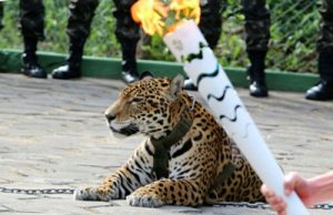 Rio 2016: Onça exibida durante passagem da tocha olímpica é abatida