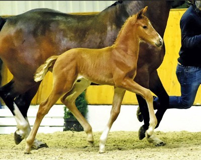 Leil&atilde;o Oldenburg: Poldro &laquo;Viva-Gold&raquo; vendido por 140 mil euros