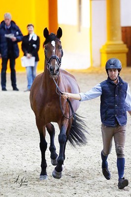 Studbook Lusitano ocupa a 9&ordf; posi&ccedil;&atilde;o no Ranking Mundial de Ra&ccedil;as