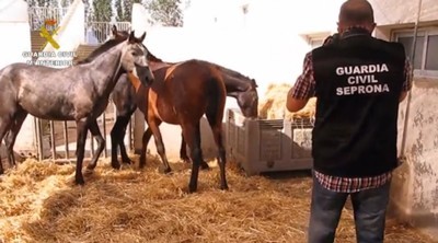 Cavalos portugueses traficados em Espanha (V&Iacute;DEO)
