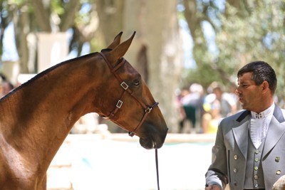 Beaucaire 2016: “Loki de La Gesse” Campe&atilde;o dos Campe&otilde;es