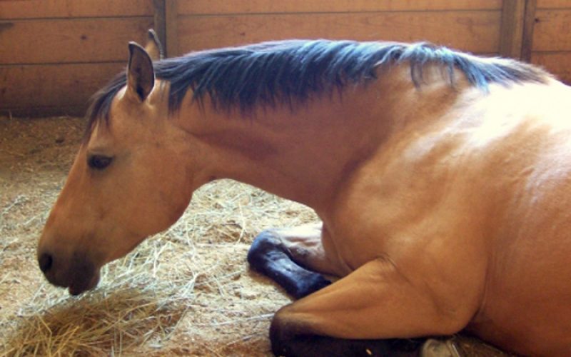 Alerta: 2 cavalos diagnosticados com Anemia Infecciosa Equina em Espanha |  EQUISPORT