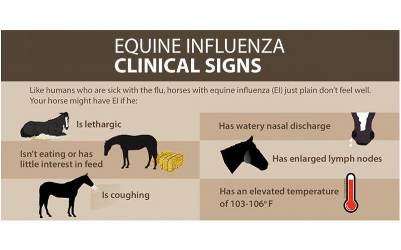FEI issues guidelines on equine influenza outbreak EQUISPORT