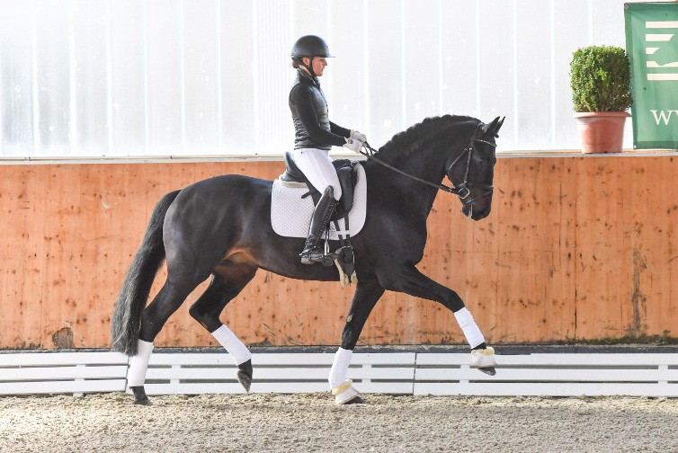 Schockemöhle Online Auction Young Dressage Horses EQUISPORT